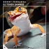 Donny Fernanda - DJ Tokek Samnge