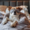 Perros calmantes、Perros、Musica de Jazz para Hoteles - Almohada Del Cachorro En El Palacio De La Paz