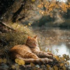 Zona de música de gatos、Riachuelo、Televisión de la naturaleza《Tranquilidad Felina Junto Al Río》[MP3/LRC]