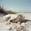 Música para cachorros dormidos、Playas De México、Sonido y ondas - Retiro Pacífico De Mascotas En El Océano