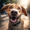 Perros que se Quedan en Casa、HECHO POR ROBOTS、Zona de música para perros - Quietud Canina En Acordes Calmantes