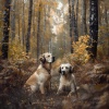 Perfect Music、Puppy Sleep Dreams、Sleep Dog - Calm Dog Harmony