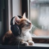 Gentle Rest Lofi、Calm Cat、Calming Cat Music - Purring Soft Lofi