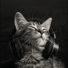 Música Calmante para Gatitos、Océanos y Océanos、chabolas de mar - Sonidos Oceánicos Tranquilos Para Gatos