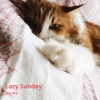 Dee Zee、Dave Zeitlin - Lazy Sunday