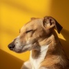 Academia de Música Zen、Música para tu perro、Perro y tranquilo - Tonos Suaves De Salud Para Perros