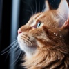 Gatos Especialistas、Últimos sonidos de la naturaleza、Tormentas eléctricas y sonidos de lluvia - Melodía De Paz De Ronroneo
