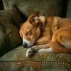 Habitantes americanas、Música para acalmar cachorro、Perros que se Quedan en Casa - Melodías Relajantes Para El Perro