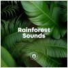 Asmr - Rainforest Sounds