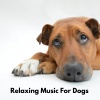 Relaxing Dog Music Playlists、Relaxing Dogs by the Christmas Tree、Relaxing Music for Dogs《Dog Lounge》[MP3/LRC]