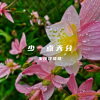 朱佼佟哥哥 - 少一点天分