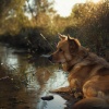 Zona de sonidos pacíficos、Radio de música para perros、Perro soñador - Corriente Relajante Para Amigos Caninos
