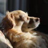 Música para Perros Universo、Música para perros TA、Chill Out con Duende - Canciones De Cuna Para Perros