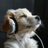 Naturalmente recurrente、Zona de sonidos pacíficos、Perros y gatos felices - Melodías Calmantes Para Momentos Tranquilos Con Mascotas