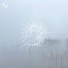 Forest Veil - You're Supposed to Know