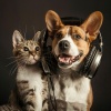 Calm Lofi Music、Calm Pets Music Academy、Music for Pets Library《Pet Vibes Lofi》[MP3/LRC]