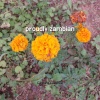 Calming Cadence - proudly zambian