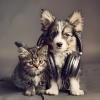 Lofi House、Miu Tikku、Lo-Fi Reggae Beats - Purring Softly