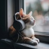 Relaxing My Ktiten、Music for Cats Deluxe、Lo Fi Hip Hop 2023 - Cat Calm Harmony