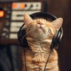 Calm Cat Music、Catching Sleep、Easy Sunday Morning Music - Feline's Soft Fugue
