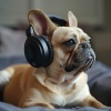 Corredor del Aura、Musicoterapia con mascotas、Música para mascotas Mundo - Melodía Juguetona De Las Mascotas