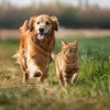 Motivos de amor、Musicoterapia con mascotas、Relajamiento Total para las Mascotas - Sonidos De Juego Gentiles