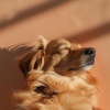 Música suave para perros、Sociedad de música relajante para perros、PRjDicio - Suave Brisa De La Cola