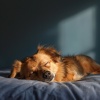 Alguna música、Academia de música de mascotas tranquilas、Tarde relajante - Las Tiernas Siestas Se Profundizan