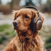 Tarde relajante、Zona de relajación para perros、Relajación del perro - Deriva Calmada De Caninos