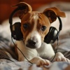 Cartera de ante、Gotas de lluvia para calmar a los perros、MÚSICA PARA CACHORROS - Tonada Calmante Para Cachorros