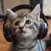 Proyecto Música para Gatos、Proyecto de música para gatos durmiendo、Tarde relajante - Almohadillas De Patas Pacíficas