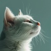 Música calmante para gatos、Hora de la Música del Gato、Abrazando los sonidos - Eco Armónico Del Ronroneo