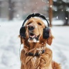 Calm Music Sounds、Smooth Chill Playlist、Light and Music - Loyal Paws Drift