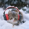 Sunday Evening Music、Harmonious Cat Relaxation、Focused Cat Moments - Cats Lazing Sound