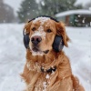 Music For Dogs、Dog Chill Out Music、Joyful Harmony Music《Evening Walk Vibes》[MP3/LRC]