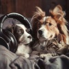Relaxing Pet Music、rainstantly、Ocean Sounds to Fall Asleep Fast - Calm Pets Resting