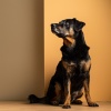 Perros、Música tranquila para perros、Nubes de calma - Calma Sedosa Y Tranquila