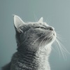 Música para gatitos、Musicoterapia relajante para gatos、Buena Mañana - Melodía Nocturna Del Gato