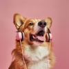 Relaxing Lofi Music、Your Dog Relax、Zen Dog - Playful Pup Tunes