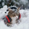 Music for Quiet Moments、Quiet Cat Music、Cats Music Zone - Quiet Whisker Tune