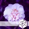 Anicille、0555 - Camellia (0555 Extended Remix)