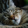 Cat Calm、Catching Sleep、Upbeat Morning Music - Cats' Peaceful Tunes