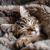California Calm、Sounds of Nature Sea Waves、Soothing Cats - Calm Feline Whispers