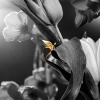 DECIDUOUS - Ecosystem