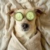 Siente la alegría、Música para el oído de perro、Música para la ansiedad del perro - Día De Calma Para Perros