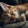 Relaxing Cat Music、Relaxing Music for Cats、Calm Cat - Calm Melodies for Cats