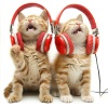 Lofi Bliss、Cat Music Hour、Cat Music Relaxation - Calm Feline Presence