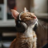 Relajación del gato、Algo de Música、Espacios Relajantes - La Suave Deriva Felina