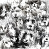 Finn Askew - 16 dogs