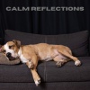 Dog Calming Music、Dog Relaxation、Jack Christiansen《Tranquil Melodies (Loopable, No Fade)》[MP3/LRC]